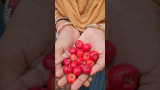 Cherries harvesting barbadoscherry mygarden harvesting gardening shortvideo ytshorts shorts [upl. by Nahtannoj]