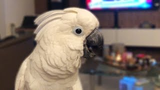 Cockatoo Laughs While Watching TV [upl. by Kuehn246]