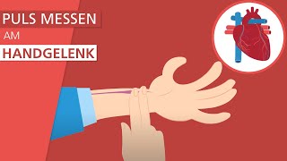 Anleitung So messen Sie Ihren Puls und Ihre Herzfrequenz  Stiftung Gesundheitswissen [upl. by Nelie]