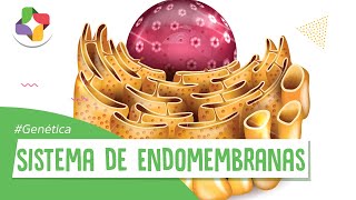 ¿Qué es el Sistema de Endomembranas  Biología Educatina [upl. by Astrix]