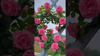 Climbing roses  beautiful pink rose flowers garden 135 [upl. by Anetsirhc]