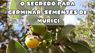 Como germinar sementes de Murici O melhor método [upl. by Osric]