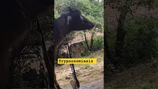 Trypanosomiasis in bafelo n music love travel beach vet animalfarming cow bafalo surrah [upl. by Aliban529]