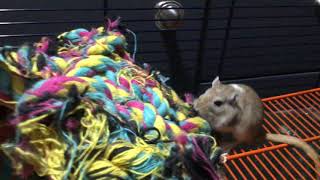 Gerbils Play Fighting Gerbil Update [upl. by Tsnre]