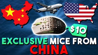 How To Buy EXCLUSIVE Mice From China For CHEAP TAOBAO Tutorial ft Huddled [upl. by Anyr986]