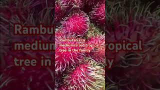 THIS IS FRESH RAMBUTAN FRUIT SO SWEET ANG JUICYshorts trending viralvideo shortsvideo [upl. by Sesiom]