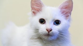 Angora Turco  Turkish Angora  Raza de Gato [upl. by Ettenotna]