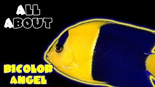 All About The BiColor Angelfish [upl. by Aneral]