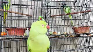 parrot talking like a human [upl. by Anelleh]