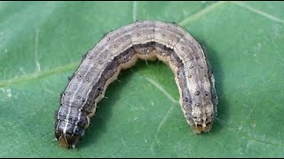 States Forage Suffering Due to Drought Fall Armyworms [upl. by Pren125]