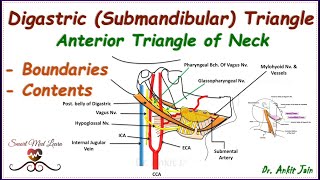 Digastric Submandibular triangle of neck Anatomy Boundaries amp contentsAnterior triangle of neck [upl. by Namsu851]