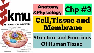 Cell Tissue and Membrane  Anatomy and PhysiologyI Chp 3  Prokaryotic vs Eukaryotic Cells KMU [upl. by Suired]