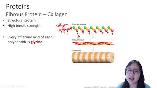 Chapter 23b  Proteins Globular vs Fibrous  Cambridge ALevel 9700 Biology [upl. by Siroval]