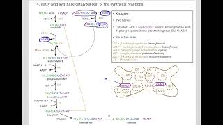 513 Understand not memorize metabolism Postprandial Fatty acid synthesis [upl. by Nedla]