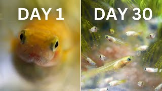 How Easy is Guppy Breeding  30 Day Experiment [upl. by Catlin]