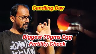 Biggest Eggs Fertility Check Candling Day I M Wahaj Vlogs [upl. by Kalina388]