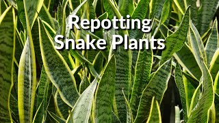 Repotting Snake Plants The Mix To Use amp How To Do It  Joy Us Garden [upl. by Jonathan]