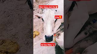 Meri Gaiya Aati Hai  Gaiya Wala🐮  Ranjan Pandey  👍  shorts gaiyawalababa viralshorts seva [upl. by Acila]