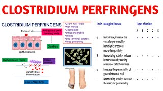 Clostridium perfringens  Gas gangrene  Medical Microbiology [upl. by Williamson42]