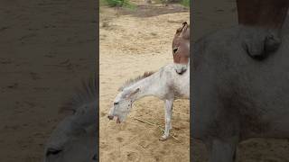 donkey animals shorts pets viral [upl. by Ardnak252]