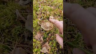 Various Wild Edible Mushrooms of the Forest [upl. by Oicnoel702]