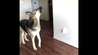 Bella growled at pops 🐕😀germanshepherd happyanimals [upl. by Emiolhs]