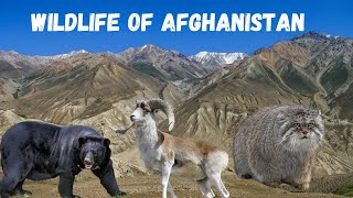 Wildlife Of Afghanistan  Afghan Wildlife [upl. by Terrene]