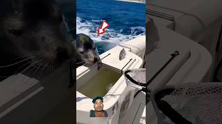 Sea Lion Captured Its Boatviralvideo [upl. by Satterlee]