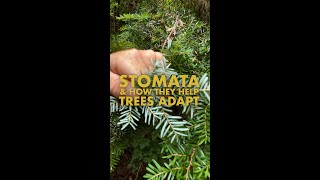 What are Stomata and how do they help trees adapt [upl. by Attirehs430]