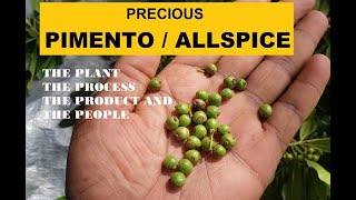 PRECIOUS JAMAICAN PIMENTO ALLSPICE  The Plant The Production The Product and The People [upl. by Vezza244]