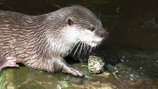 Asian short clawed otter  Chester Zoo [upl. by Estes]