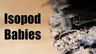 Isopod Babies The interesting mating behavior of P scaber and why isopod colonies are awesome [upl. by Seafowl]