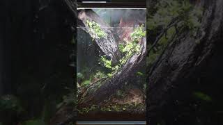 10” NANO CUBE AQUASCAPE georgefarmerstudios aquascape aquarium [upl. by Aenit]