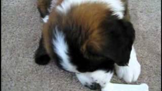 Saint Bernard from Puppy to Adult [upl. by Valery]