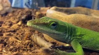 How to Catch a Green Anole [upl. by Ellehcam]