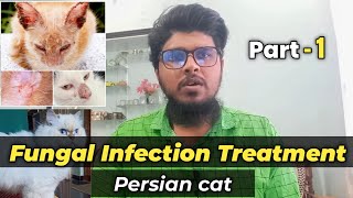 Persian cat fungal infection treatment  Part 1 Persian cat fungal infection medicine [upl. by Jollanta640]