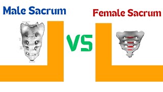 Male sacrum VS Female sacrum [upl. by Aryajay270]