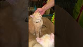 7 Turkish angora cats [upl. by Bevis854]