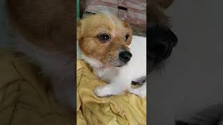 Potato chips tingalingaling subscribers doglover [upl. by Adnihc173]