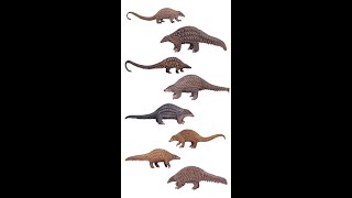 Types Of Pangolin  8 Species Of Pangolin pangolin shorts [upl. by Zia]