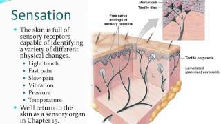 Integumentary System  Part 2 [upl. by Yraht608]