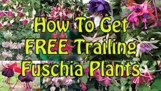 Easy Quick Taking Trailing Fuchsia Cuttings Guide FREE Plants [upl. by Quiteria]