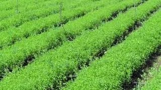 Grow Your Organic Stevia  How to Use Organic Stevia as Sweetener [upl. by Earas]