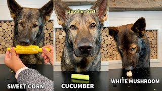 Three German Shepherds Review Different Veggies [upl. by Inaleon]