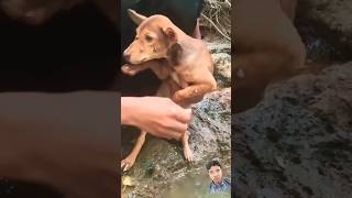 Pitiful dog🐕🥺😭 dog pets shots puppy [upl. by Humble46]