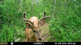 Idaho trail cam footage [upl. by Nairad]