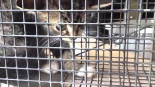 Feral Cat trapped in Roswell Georgia [upl. by Sharona376]