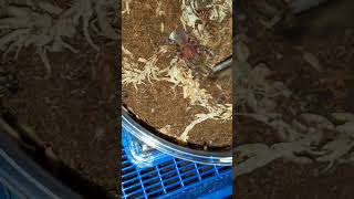 Introduction of Rodrigo Acanthoscurria geniculata [upl. by Gnaoh]