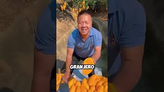 Estos son los mangos más hermosos que podrás ver mango frutas short [upl. by Thurmond]