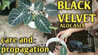 BLACK VELVET ALOCASIA CARE AND PROPAGATION [upl. by Eneleoj]